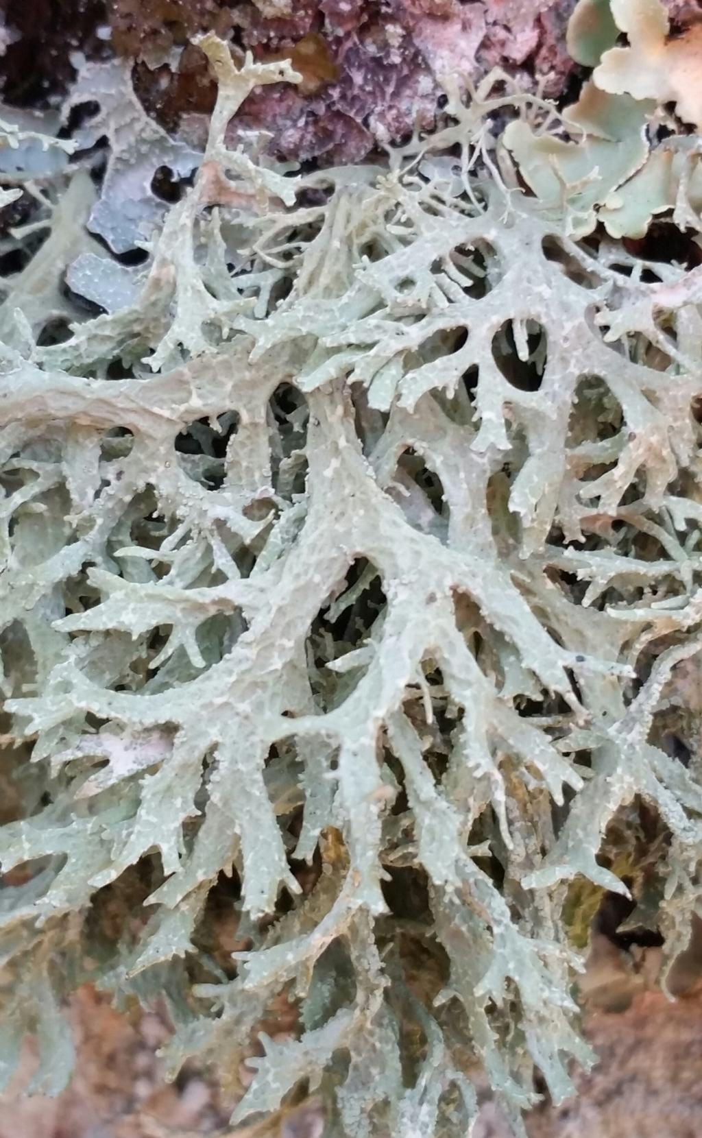 Lichene su castagno1